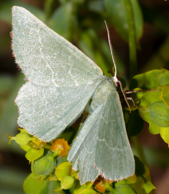 Thalera fimbrialis - csipkésszélű zöldaraszoló