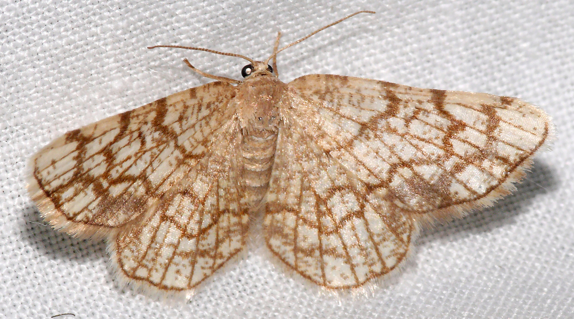 Stegania dilectaria - fehérnyár-araszoló