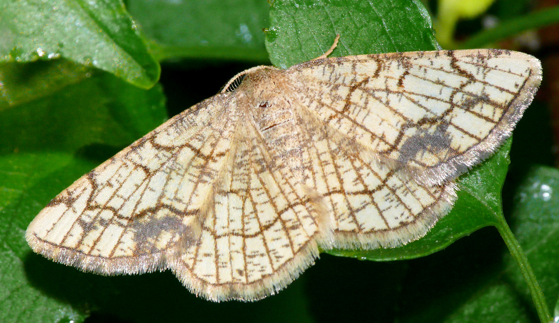 Stegania dilectaria - fehérnyár-araszoló
