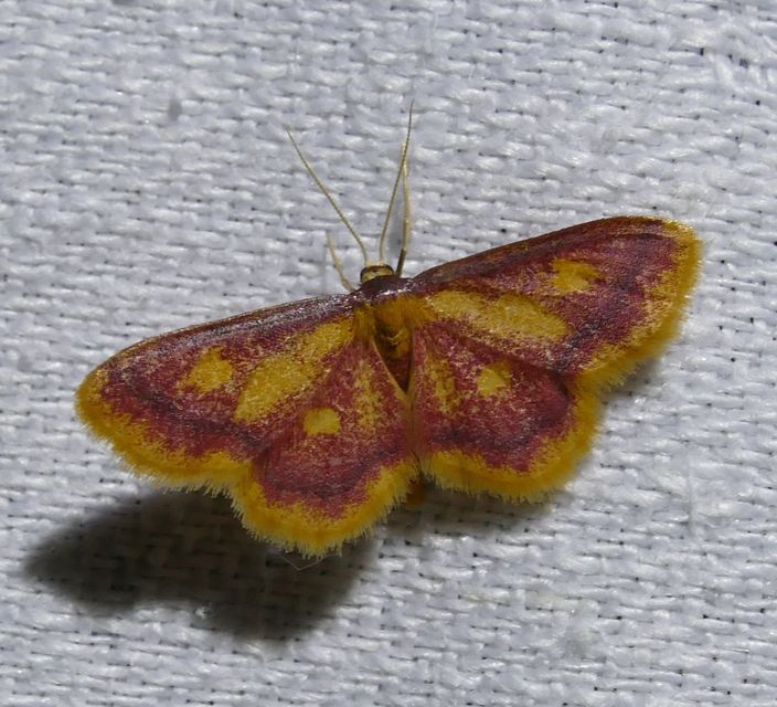 Idaea muricata - mocsári pirosaraszoló