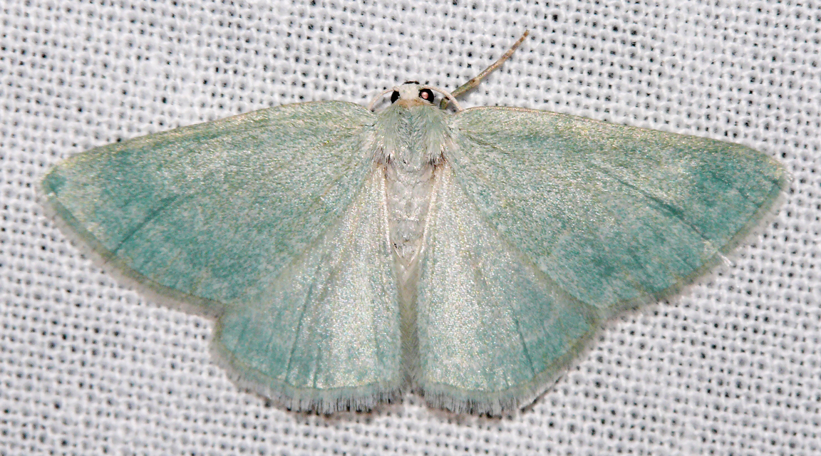 Pseudoterpna pruinata - hamvas zöldaraszoló
