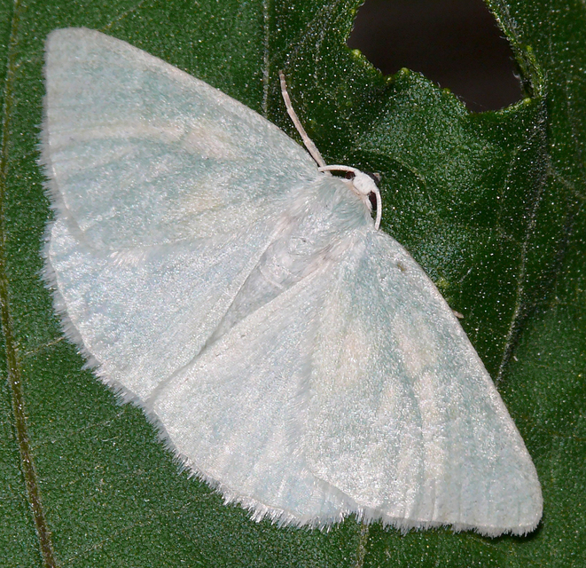 Pseudoterpna pruinata - hamvas zöldaraszoló