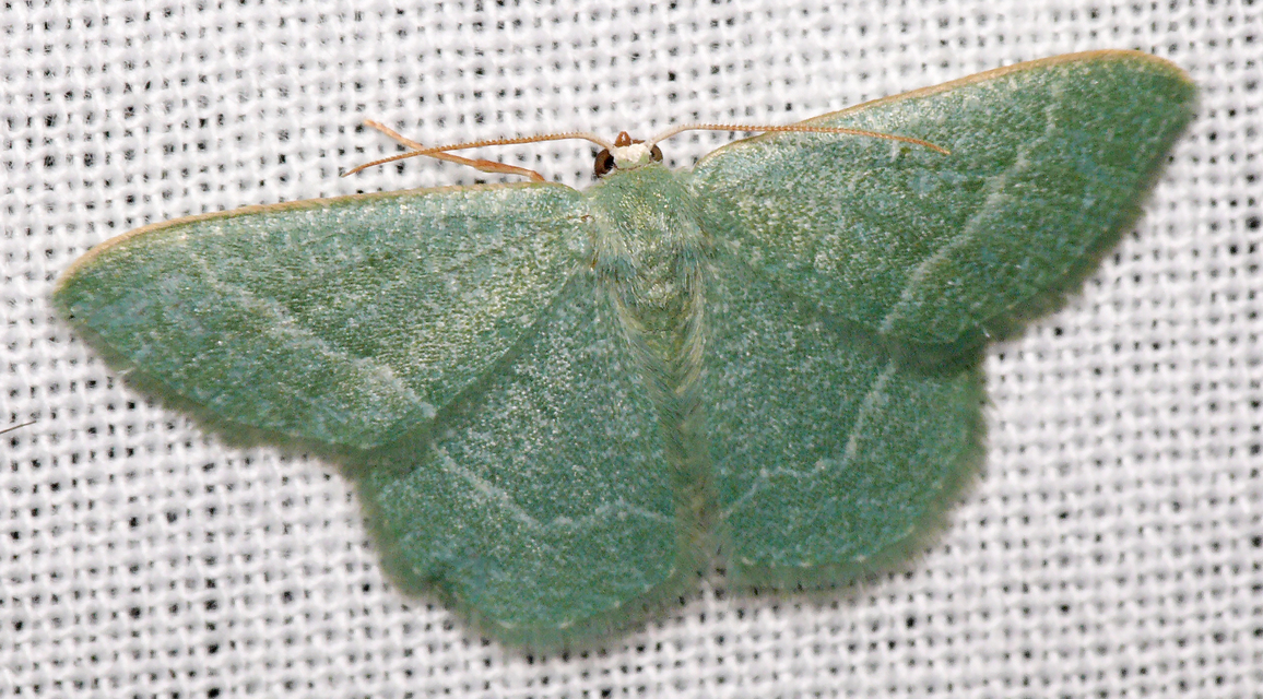 Phaiogramma etruscaria - fehérpettyes zöldaraszoló