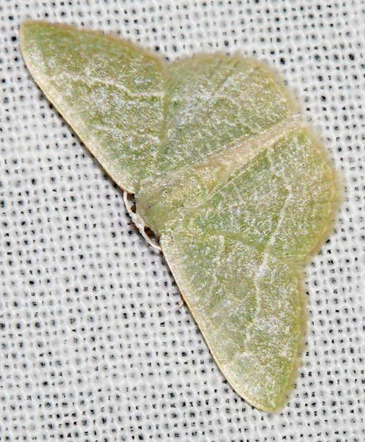 Phaiogramma etruscaria - fehérpettyes zöldaraszoló