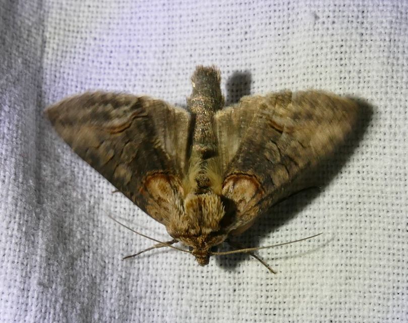 Abrostola triplasia - közönséges csalánbagoly