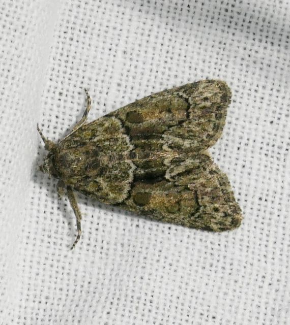 Cryphia fraudatricula - homoki zuzmóbagoly