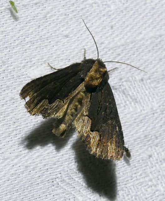 Dypterygia scabriuscula - szurokbarna nyáribagoly