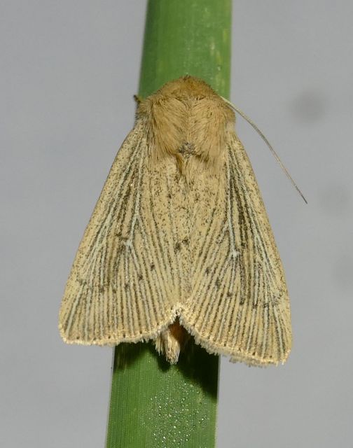 Leucania obsoleta - pontozott rétibagoly