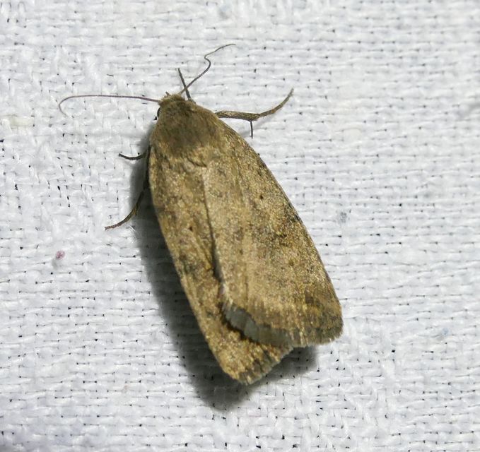 Athetis gluteosa - nyugtalan lápibagoly