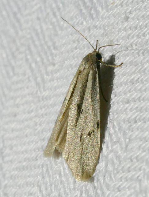 Pelosia muscerda - hamvas zuzmószövő