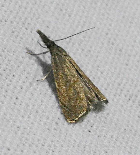Platytes cerussella - törpe fűgyökérmoly
