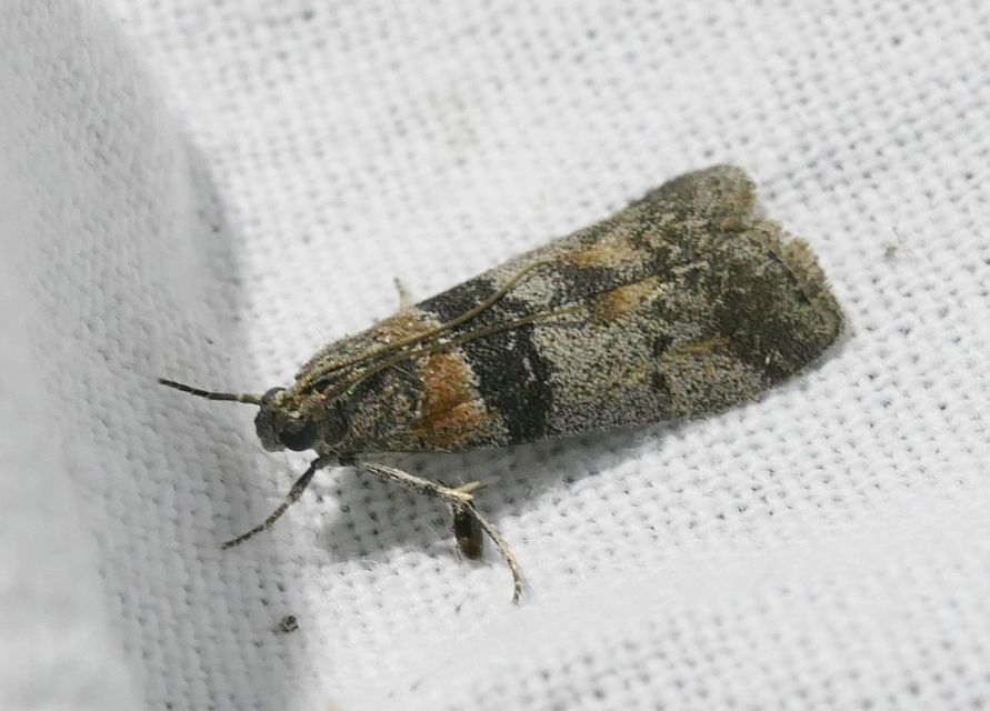 Sciota