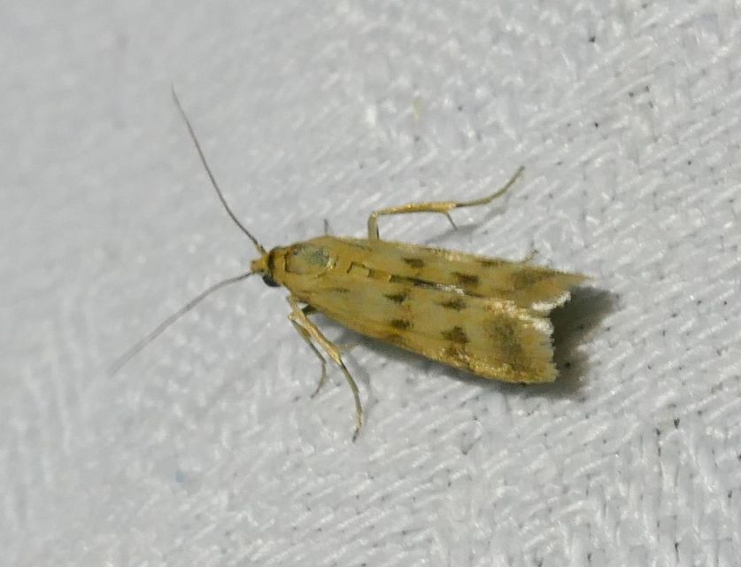 Homoeosoma sinuella - agyagsárga karcsúmoly