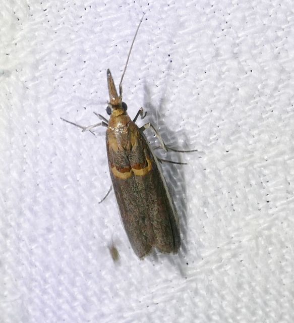 Etiella zinckenella - akácmoly