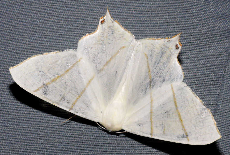 Ourapteryx sambucaria - fecskefarkú araszoló