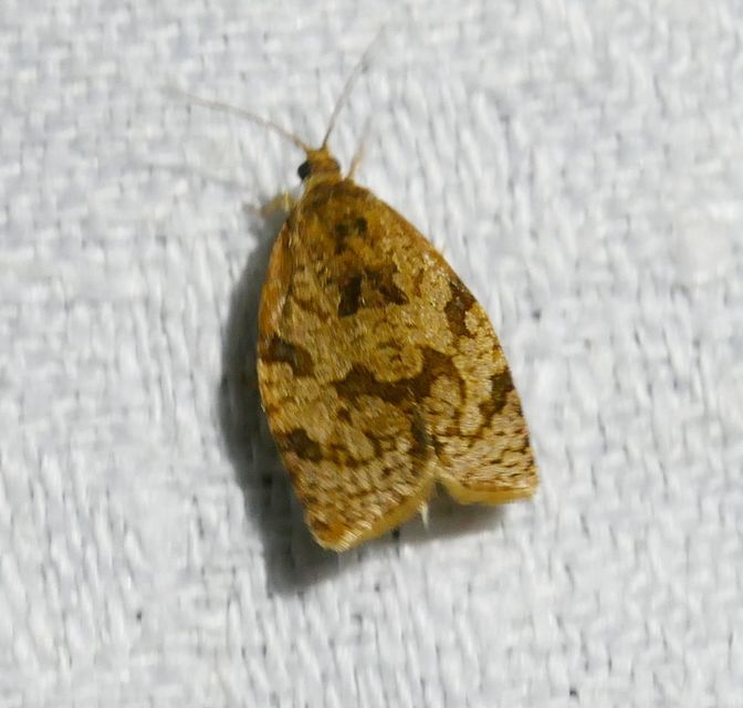 Adoxophyes orana - almalevél-sodrómoly