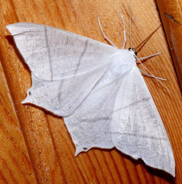 Ourapteryx