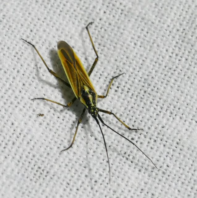 Leptopterna dolabrata - közönséges mezeipoloska