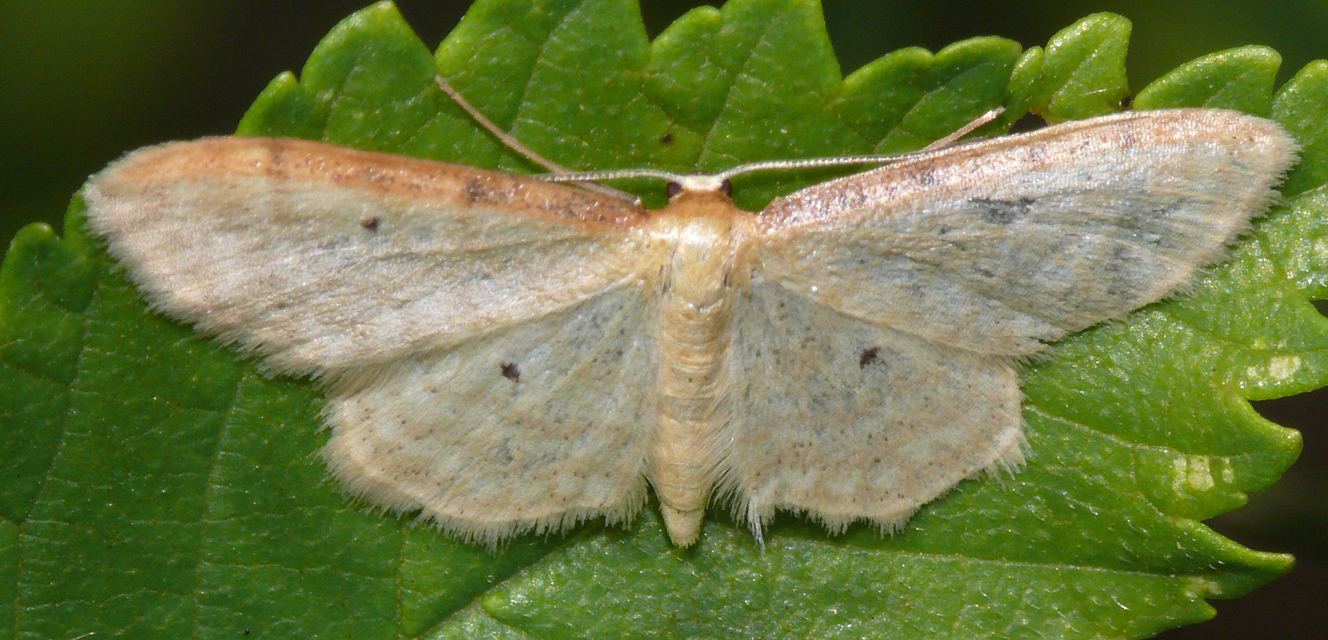 Idaea humiliata - vörösszélű apróaraszoló