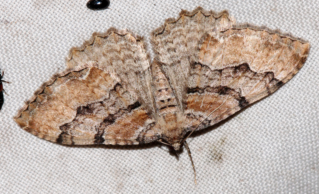 Hydria cervinalis - őzbarna araszoló