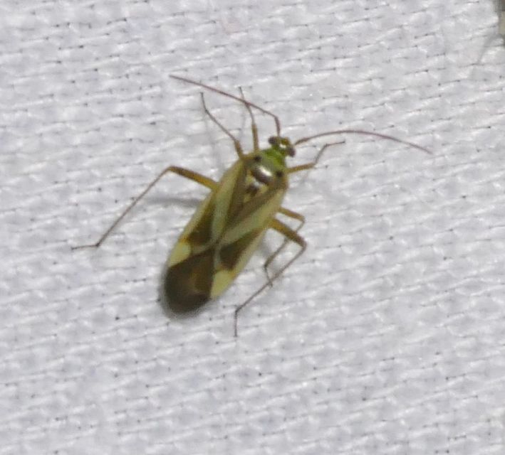Adelphocoris lineolatus - lucernapoloska