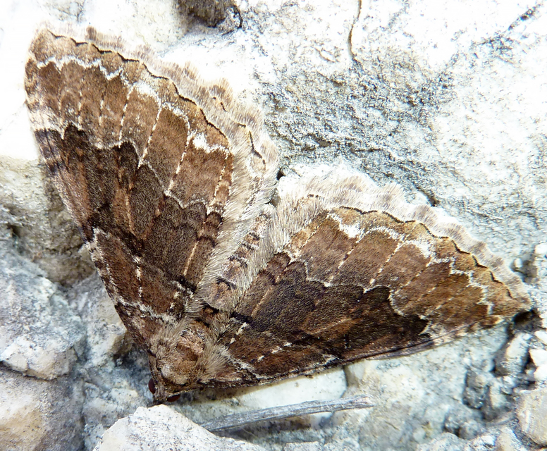 Hydria cervinalis - őzbarna araszoló