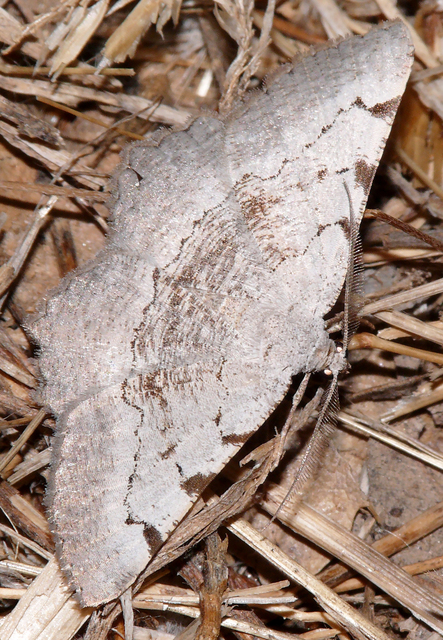 Gnopharmia stevenaria