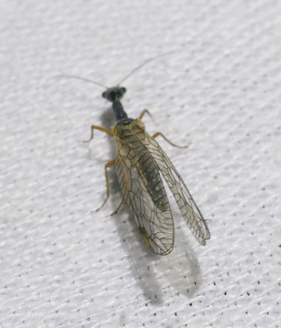 Raphidioptera - Tevenyakú-fátyolkák