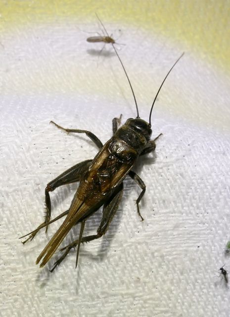 Eumodicogryllus bordigalensis - bordói tücsök