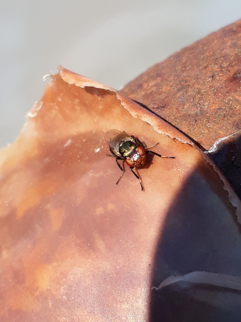 Physiphora alceae