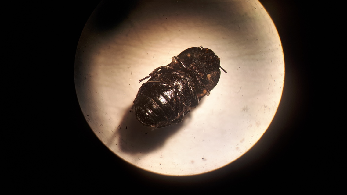 Opatrum sabulosum - sároshátú gyászbogár
