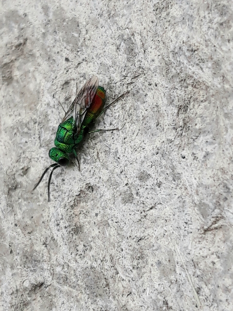 Chrysis taczanovskii