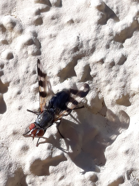Ceroxys urticae