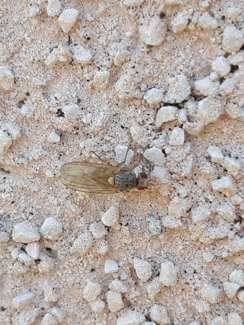 Lauxaniidae - pudvalegyek