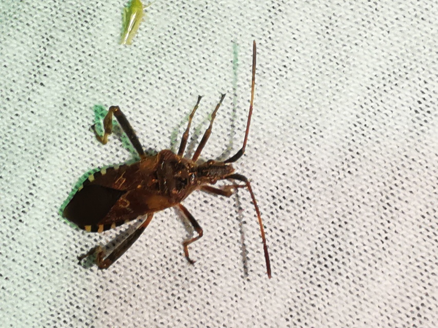Leptoglossus occidentalis - nyugati levéllábú poloska