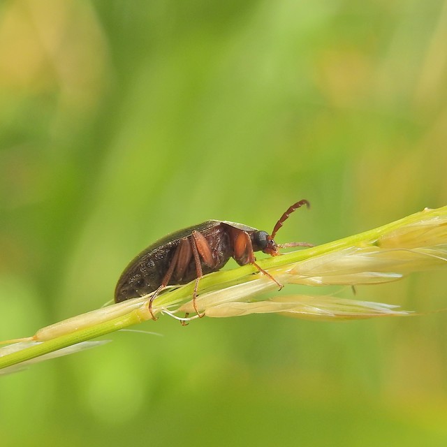 Hymenalia rufipes - rőtlábú alkonybogár