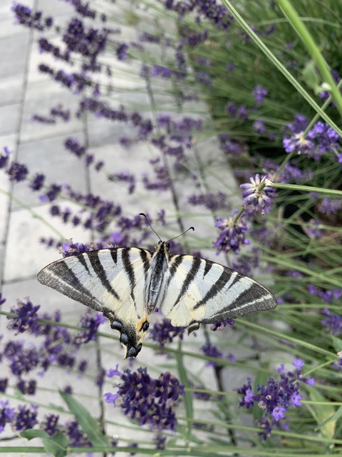 Iphiclides podalirius - kardoslepke Iphiclides podalirius - kardoslepke