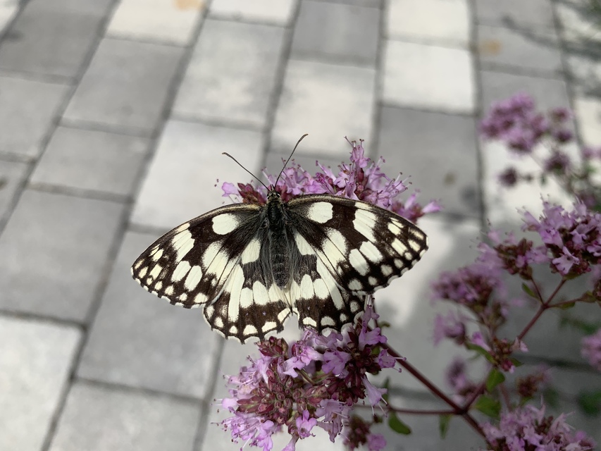 Melanargia galathea - sakktáblalepke Melanargia galathea - sakktáblalepke