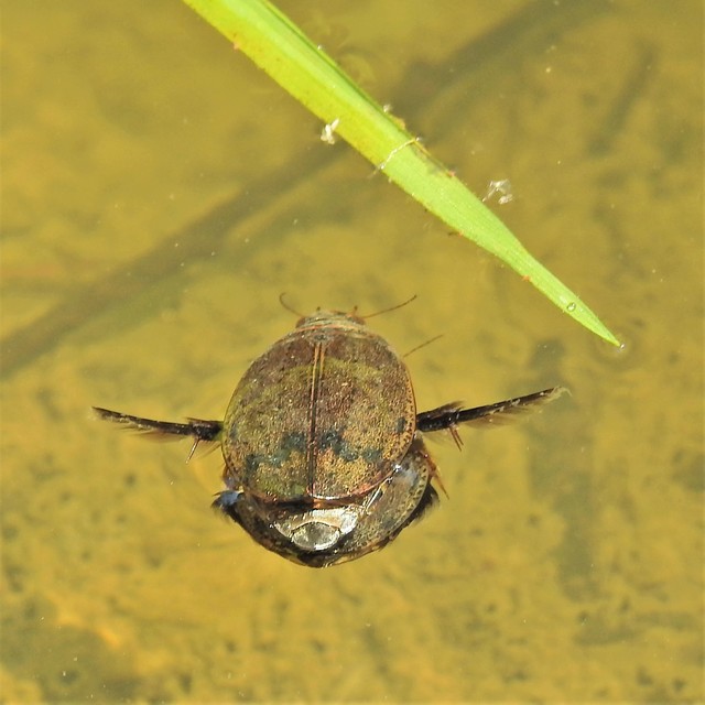 Acilius canaliculatus - sárgacombú barázdáscsíkbogár