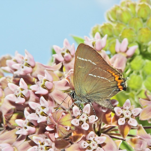 Satyrium w-album - szilfa-csücsköslepke