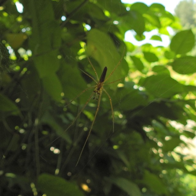Tetragnatha Tetragnatha