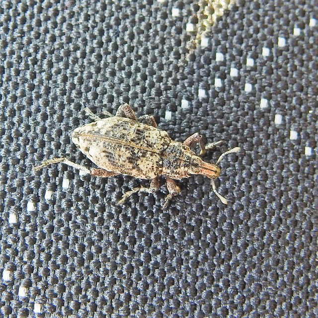 Coniocleonus turbatus - homoki barkó