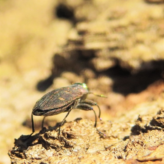 Chrysobothris affinis - aranypettyes díszbogár