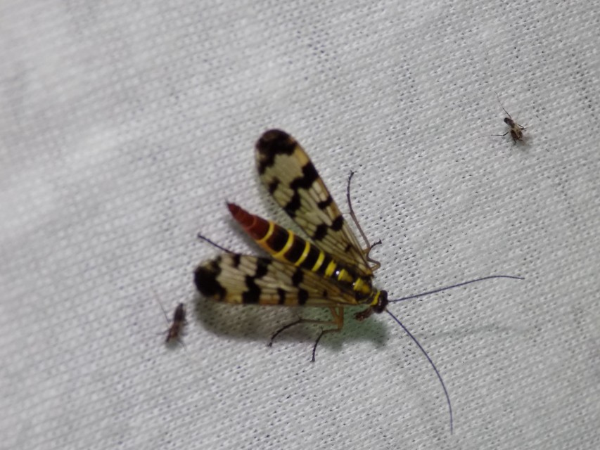 Panorpa communis/vulgaris