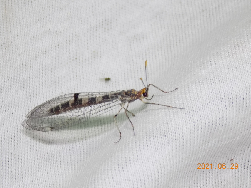 Megistopus flavicornis - kétfoltos hangyaleső