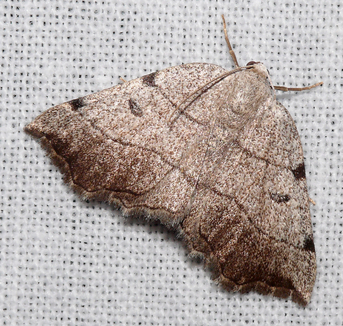 Eilicrinia trinotata - háromjegyű araszoló