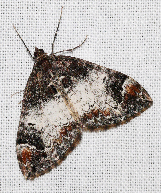 Dysstroma truncata - fehérpontos araszoló