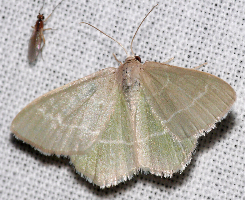 Chlorissa viridata/cloraria
