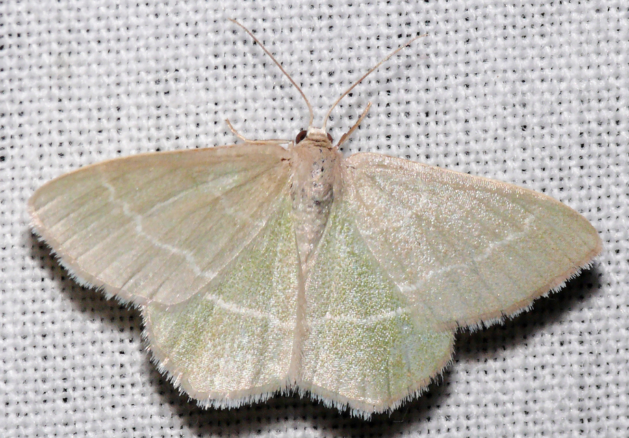 Chlorissa viridata/cloraria