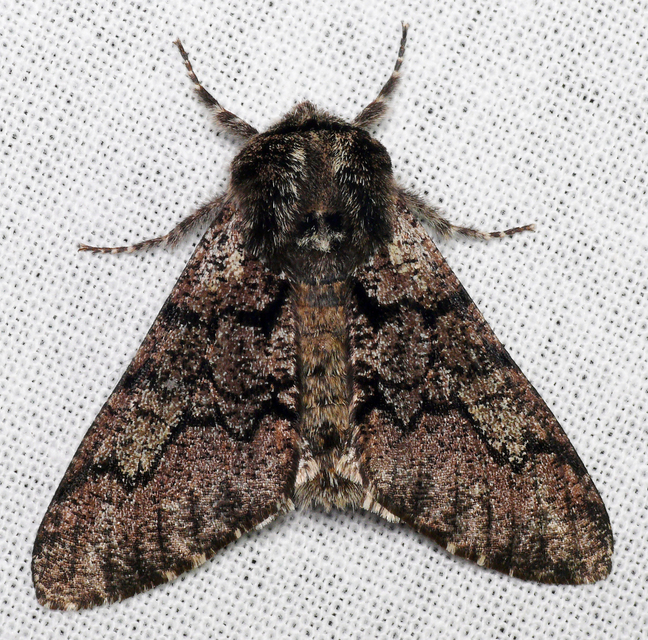 Biston strataria - barnapettyes araszoló